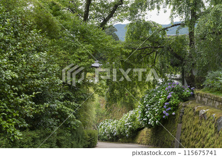 Hydrangeas in the grounds of Hasedera Temple (Nara Prefecture) in June 115675741
