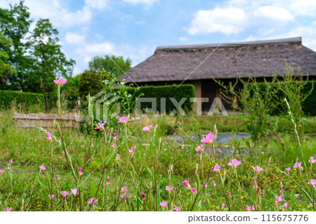 Red spider lily and thatched roof Red spider lily and thatched roof 115675776