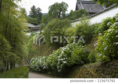 Hydrangeas in the grounds of Hasedera Temple (Nara Prefecture) in June 115675792