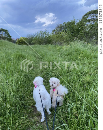 Walk with a dog 115675843