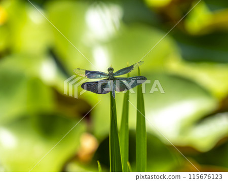 一隻蜻蜓緊貼在池塘裡的草上 一隻蜻蜓緊貼在池塘裡的草上 115676123