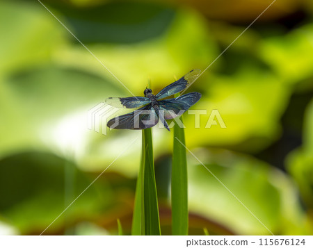 一隻蜻蜓緊貼在池塘裡的草上 一隻蜻蜓緊貼在池塘裡的草上 115676124