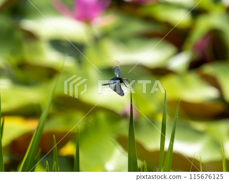 一隻蜻蜓緊貼在池塘裡的草上 一隻蜻蜓緊貼在池塘裡的草上 115676125