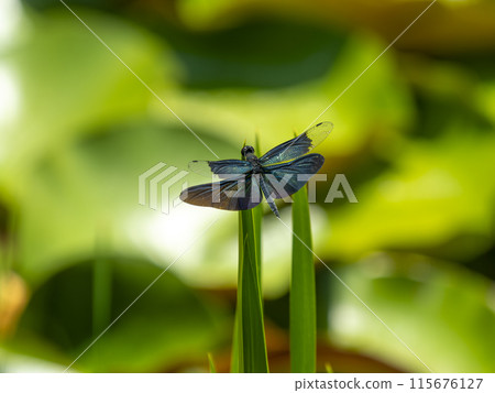 一隻蜻蜓緊貼在池塘裡的草上 115676127