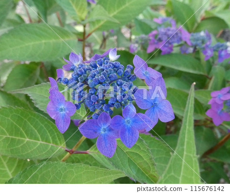 Photo of Hydrangea hydrangea and Aihime, which blooms pretty indigo flowers during the rainy season 115676142