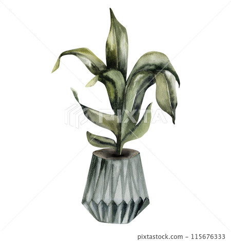 Green plant in grey patterned pot watercolor illustration. Urban jungle concept illustration for logo, branding,invitation,print,card. Boho style interior Green plant in grey patterned pot watercolor illustration. Urban jungle concept illustration for logo, branding,invitation,print,card. Boho style interior 115676333
