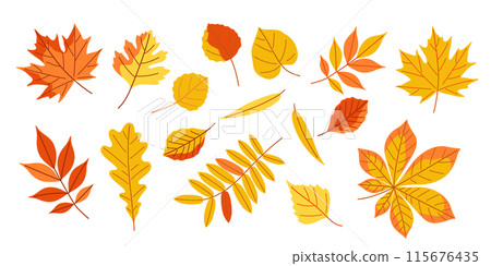 Autumn set. Collection of yellow leaves scattered across a white background 115676435