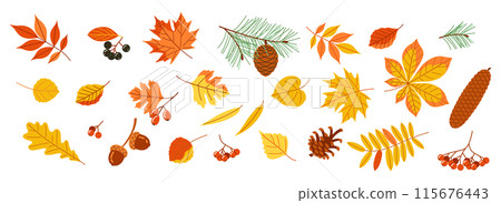 A collection of autumn leaves and pine cones 115676443
