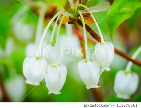 Up of Dudanzanti Up of Dudanzanti 115676561