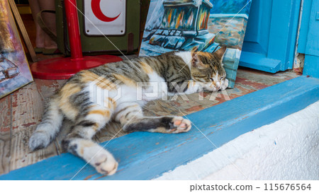 Turkish cat 115676564