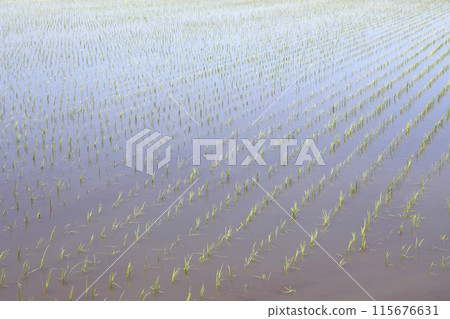 Rice paddy after rice planting 115676631