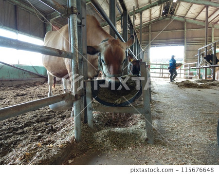 Cattle cow Cattle cow 115676648
