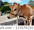 Cattle cow 115676720