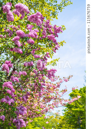 丁香花與重瓣櫻花 115676759