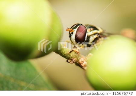 Hoverfly Hoverfly 115676777