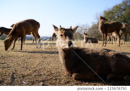 鹿奈良公園 115676791