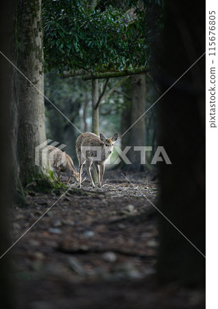Deer Nara Park 115676805