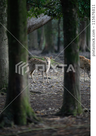 Deer Nara Park 115676811