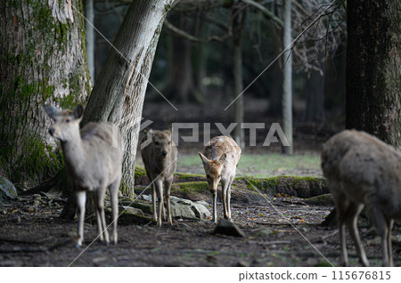 鹿奈良公園 115676815