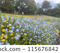 Nemophila blooming in the flower bed in the park 115676842