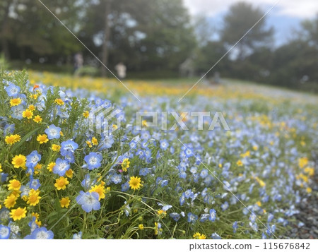 公園花壇中盛開的 Nemophila 115676842