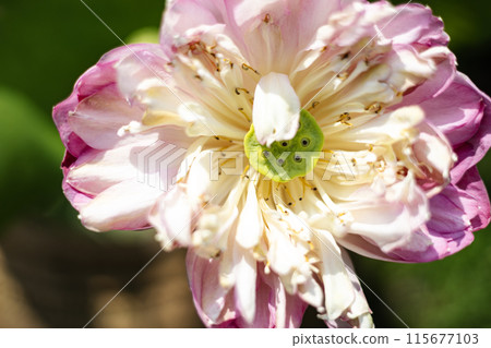 Full bloom pink lotus flower. Close up withered pink lotus flowers blooming in the pond. 115677103