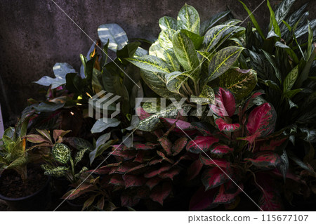 Colorful Leaves And Cement Fence. The Cement Fence Walls Are Decorated With Potted Plants For Beauty. 115677107