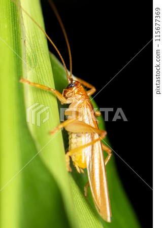 Leaf Rolling Cricket Leaf Rolling Cricket 115677369