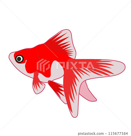 red goldfish illustration red goldfish illustration 115677384