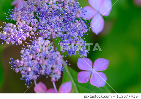 Hydrangeas blooming in the gardens of Umemiya Taisha Shrine 115677419