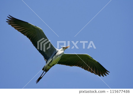 Gray heron heron / Japan 115677486