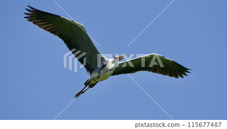 Gray heron heron / Japan 115677487