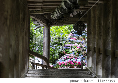 六月從長谷寺（奈良縣）看到的繡球花走廊 115677495