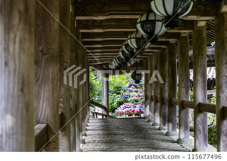 The hydrangea corridor seen from the climbing corridor at Hasedera Temple (Nara Prefecture) in June The hydrangea corridor seen from the climbing corridor at Hasedera Temple (Nara Prefecture) in June 115677496