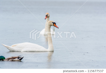 Two Graceful white Swans swimming in the lake, swans in the wild Two Graceful white Swans swimming in the lake, swans in the wild 115677537