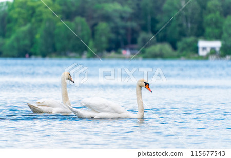 Two Graceful white Swans swimming in the lake, swans in the wild Two Graceful white Swans swimming in the lake, swans in the wild 115677543