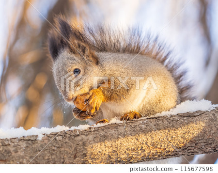 The squirrel with nut sits on tree in the winter or late autumn 115677598