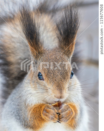 The squirrel with nut sits on tree in the winter or late autumn 115677608