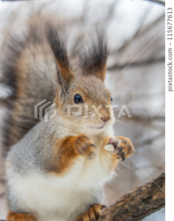 The squirrel sits on a branches without leaves in the winter or autumn 115677613