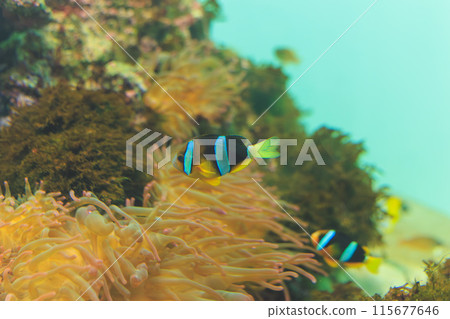 Clownfish and coral sea anemone 115677646