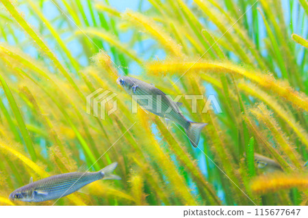Juvenile mullet eating algae attached to eelgrass 115677647