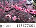 梅花 115677861