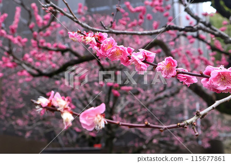梅花 梅花 115677861