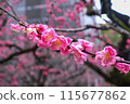 梅花枝葉，預示著春天的到來 115677862