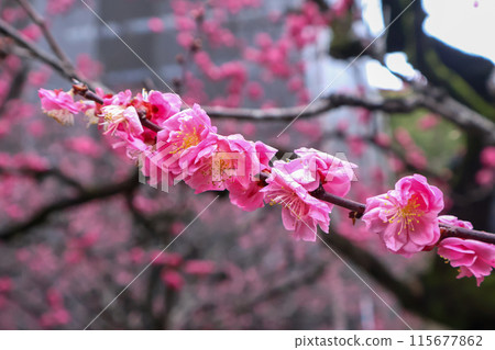 梅花枝葉,預示著春天的到來 梅花枝葉,預示著春天的到來 115677862