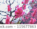梅花預示著春天的到來（特寫） 115677863