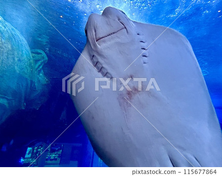 在水族館裡游泳 115677864