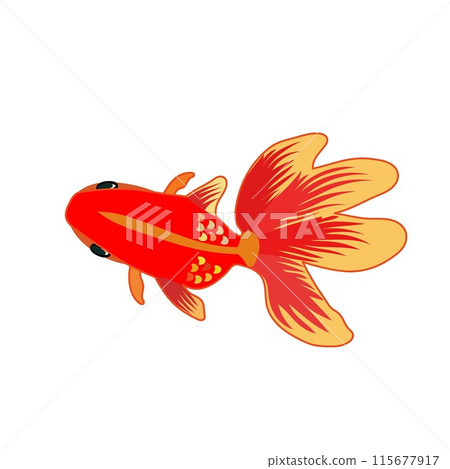 紅色金魚插畫 115677917