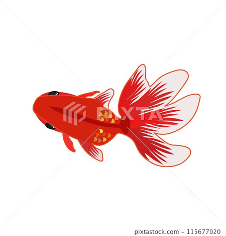 紅色金魚插畫 115677920
