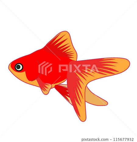 red goldfish illustration red goldfish illustration 115677932